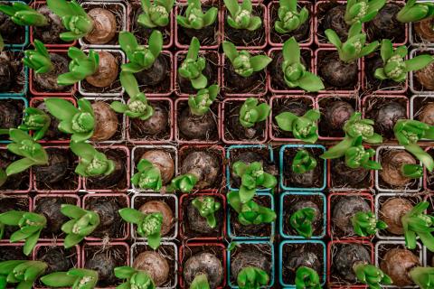 Рассада томатов требует регулярного осмотра и контроля — агроном Илья Калюжный