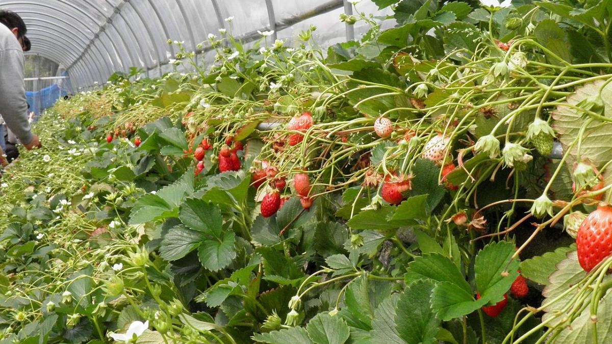 pepper and strawberries in the garden