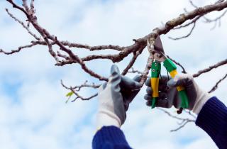 Лёгкая обрезка яблонь и груш возможна в декабре — агрономы