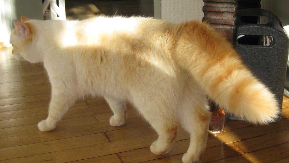 Хвост кошки