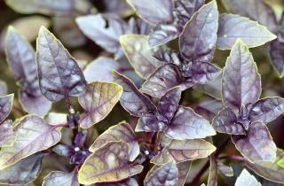 Гастрономы: базиликовая соль заменяет обычную и делает вкус блюд насыщеннее