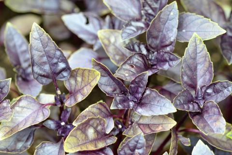 Гастрономы: базиликовая соль заменяет обычную и делает вкус блюд насыщеннее