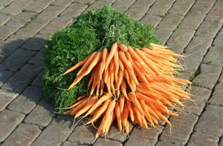 Сладость моркови под контролем: как правильные сроки посадки улучшают урожай в южных условиях