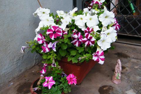 Доступные растения создают эффектный сад без труда — отмечает Елена Корнеева