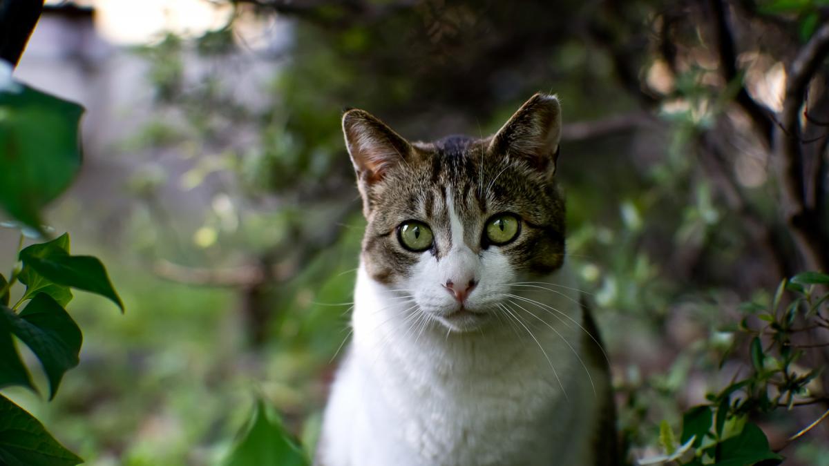 Кот на природе Кот на природе