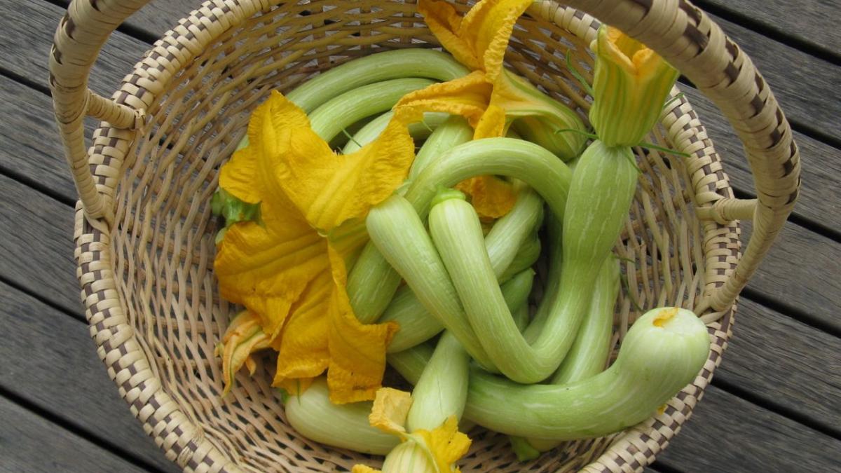 Кабачки Кабачки