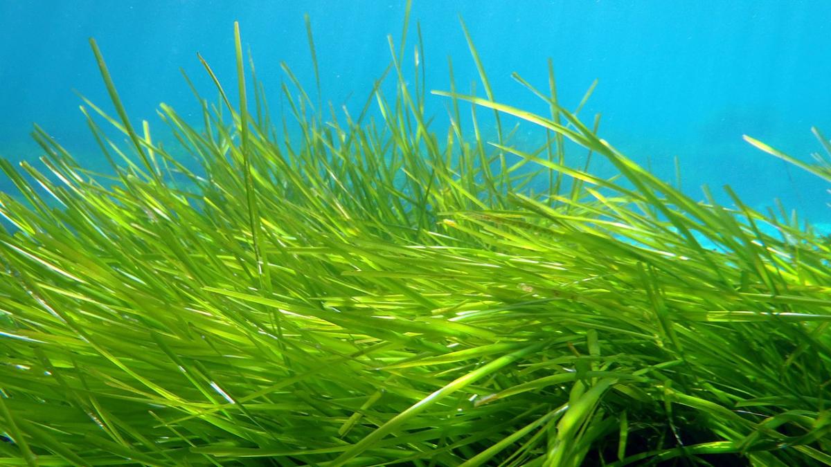 Posidonia oceanica, морские водоросли: Posidonia oceanica, морские водоросли: