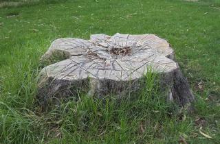 Убить пень, но заодно и участок: чем опасно использование отбеливателя в саду