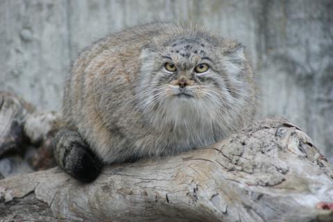 Почему манул не любит снег, хотя выглядит как зимний кот из сказки