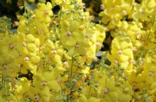 Садоводы отмечают: ноябрь — подходящее время для черенкования смородины, роз, кизила и других кустарников