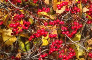 Эксперт Ванькова: боярышник выдерживает морозы и подходит для плотных изгородей