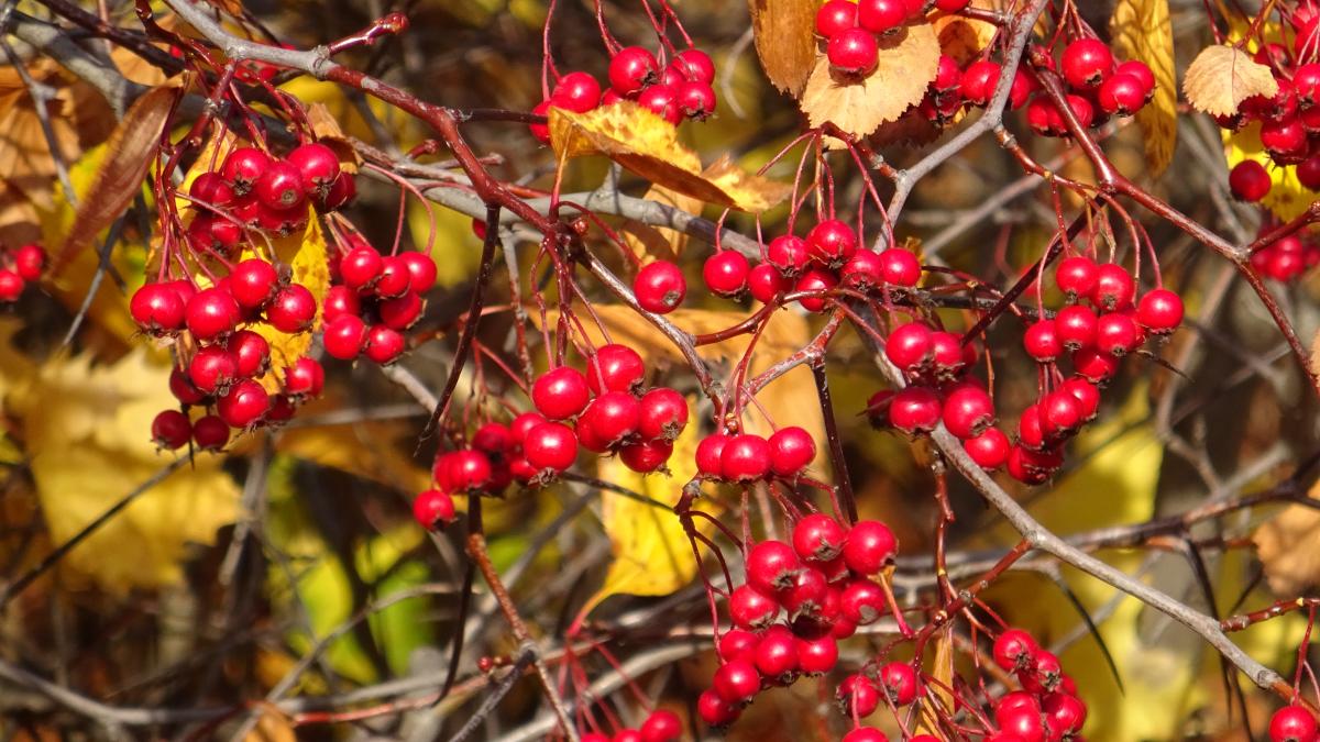 Осенний боярышник в Саратовском дендрарии
