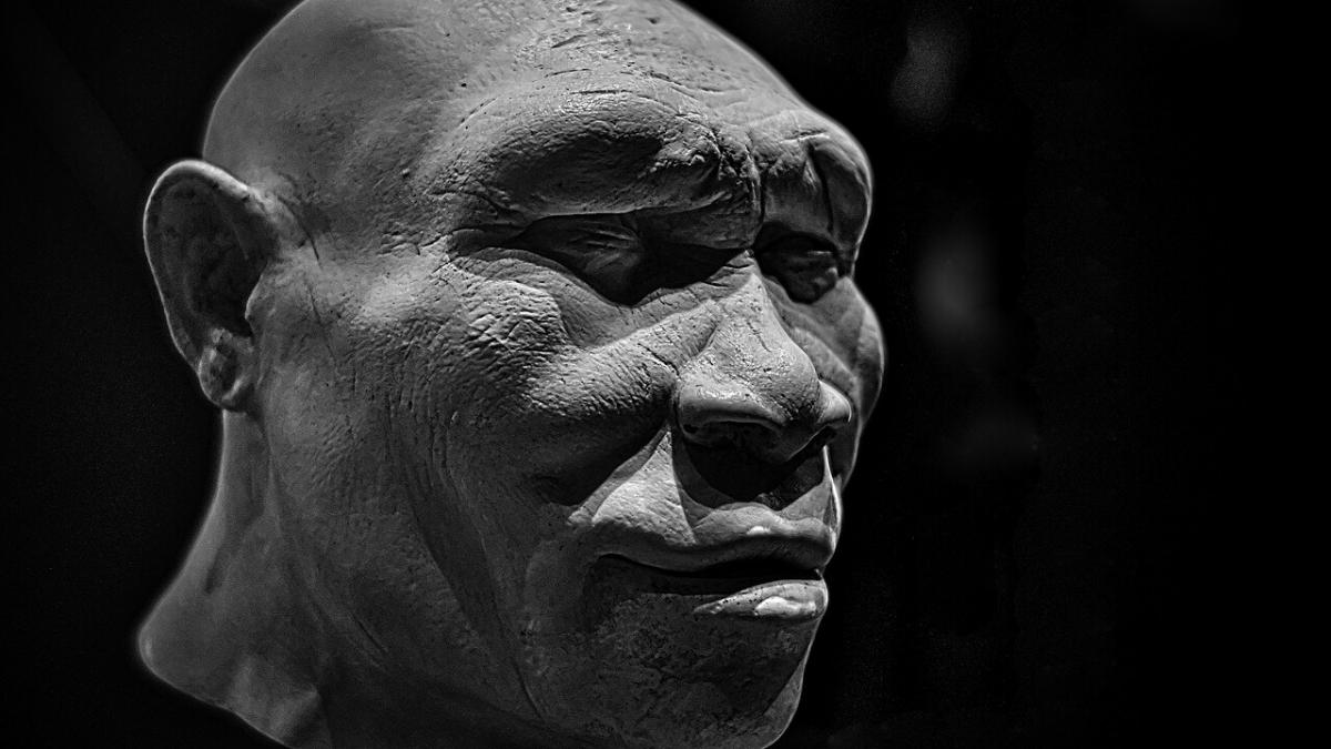 Homo erectus, реконструкция, Музей естественной истории, Лондон