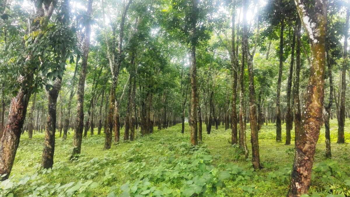 Каучуковый сад