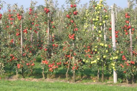 Обрезка помогает улучшить вентиляцию кроны и предотвратить развитие грибковых заболеваний на деревьях