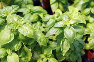 Учёные напомнили о противовоспалительных свойствах базилика и его влиянии на иммунитет