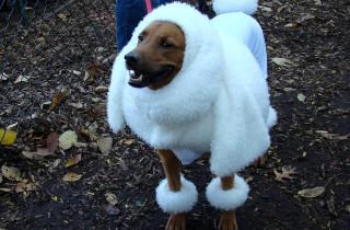 Тёплые комбинезоны защищают мелких собак от переохлаждения — ветеринары