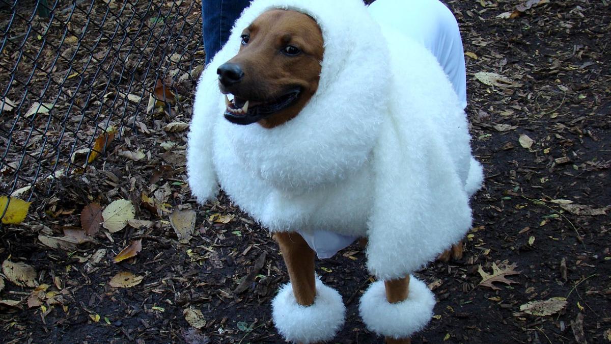 Собака в одежде