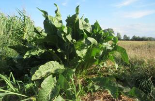 Весной хрен насыщен фитонцидами, осенью — питательными веществами — Андрей Смирнов