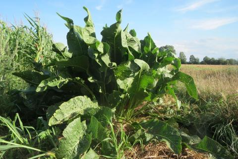 Весной хрен насыщен фитонцидами, осенью — питательными веществами — Андрей Смирнов