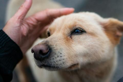 Собаки распознают несправедливое отношение в ситуациях с наградой — Le Mag du Chien