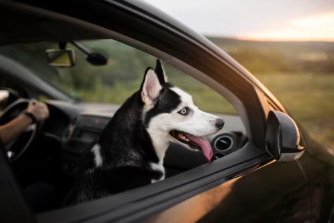 Кошки в 70% случаев испытывают стресс при поездках на автомобиле