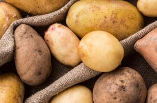 Окучивание картофеля способствует образованию крупных клубней и улучшает аэрацию