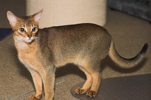 Специалисты советуют сдавать анализ кала через 2–3 недели после лечения глистов у кошек Специалисты советуют сдавать анализ кала через 2–3 недели после лечения глистов у кошек