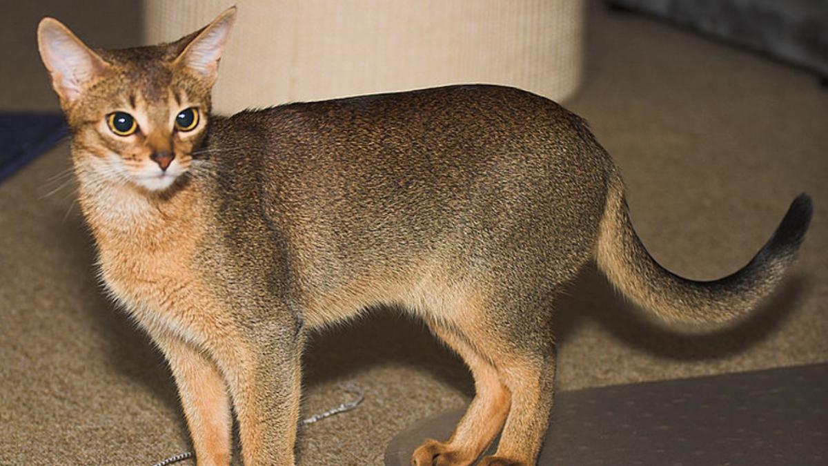 абиссинская кошка