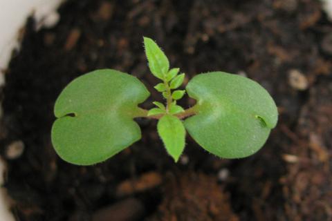 Жашкова объяснила, что ранние всходы осенью — естественная реакция на климат Жашкова объяснила, что ранние всходы осенью — естественная реакция на климат