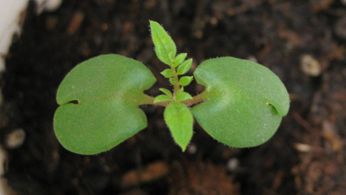 Росток Росток