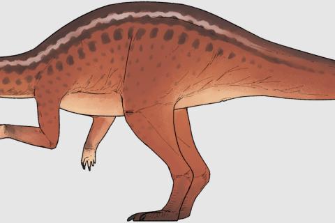 Крошечные кости взорвали науку: Испания нашла динозавра, который закрывает 70 миллионов лет пустоты