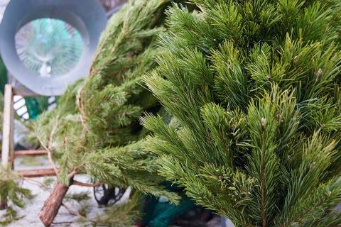 Елочные базары во Владивостоке откроются уже 12 декабря — ДВ — РОСС