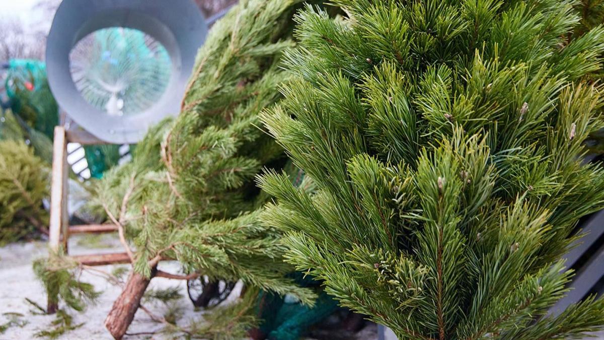 елочный базар