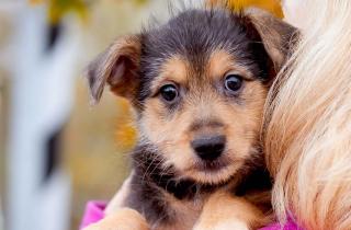 Собаки снижают стресс и тревожность у пожилых людей — врачи