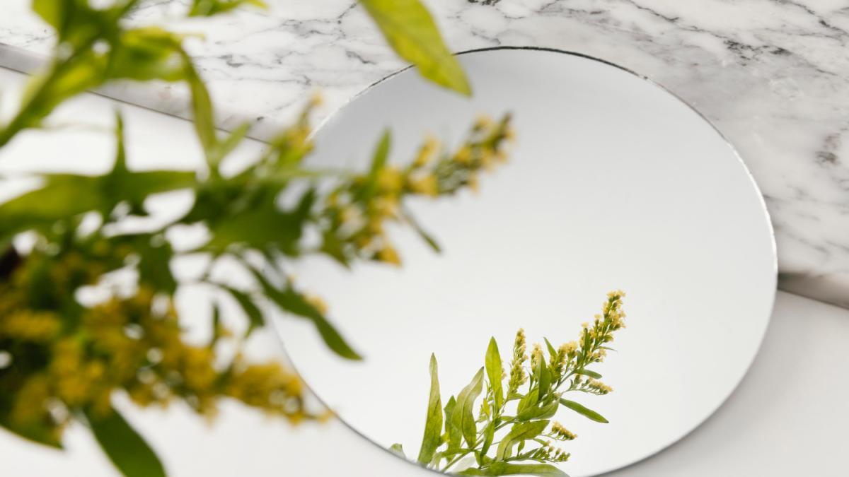 Растение Растение