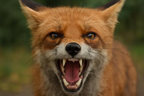 В Пензенском районе на подворье в Ханеневке обнаружен новый очаг бешенства — Указ губернатора