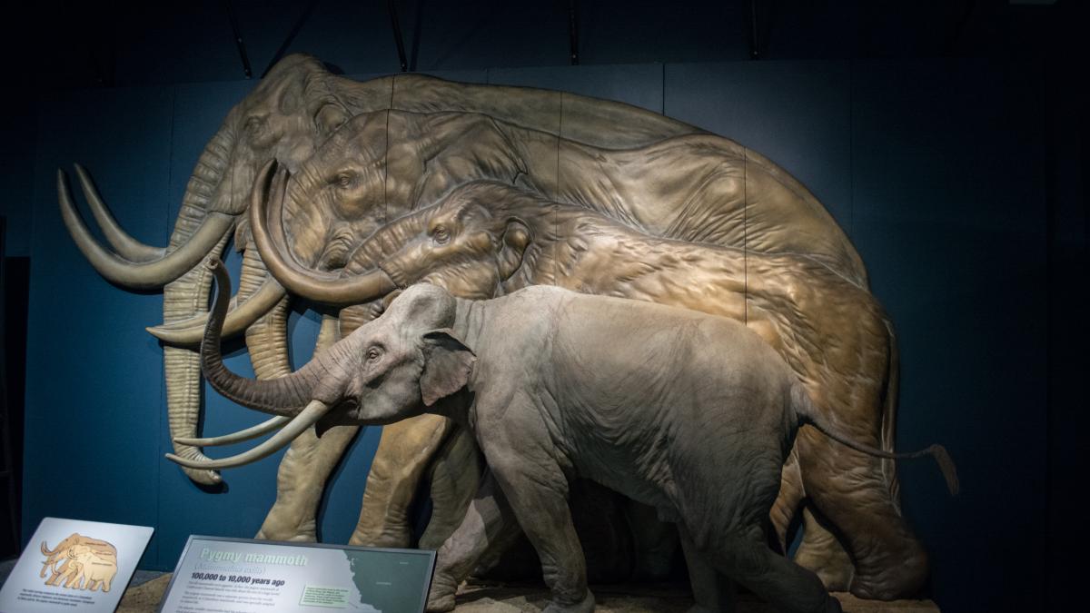Pygmy mammoth model - Cleveland Museum of Natural History - 2014-12-26 (20426146573) Pygmy mammoth model - Cleveland Museum of Natural History - 2014-12-26 (20426146573)