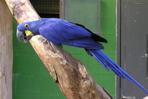 Учёные сообщили о рождении первого гиацинтового ара в неволе после 100 неудачных попыток