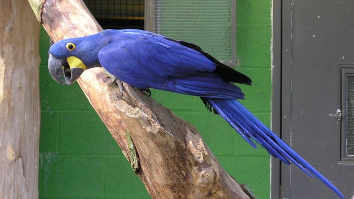 Гиацинтовый ара