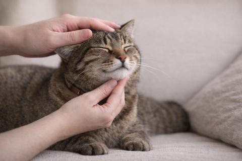 Одно неверное движение — и идиллия рушится: зоны на теле кошки включают мурлыканье или режим атаки