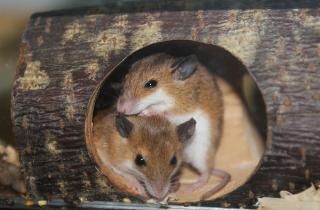 Мыши с материнским опытом помогают сородичам при осложнённых родах — NYU