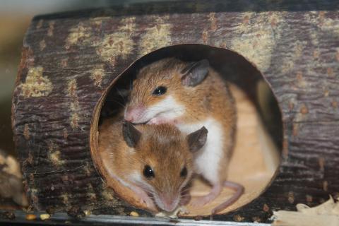 Мыши с материнским опытом помогают сородичам при осложнённых родах — NYU