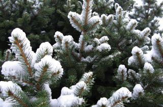 Вечнозеленые растения очищают воздух и продолжают выделять кислород даже зимой