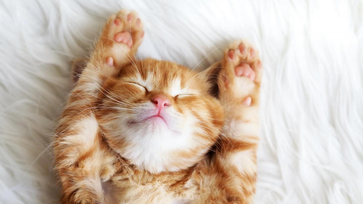 Котёнок