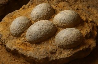 Аргентинские палеонтологи сообщили о находке яйца теропода в Рио-Негро