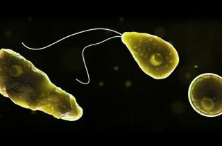 Экстремальная амёба расширяет температурные пределы эукариот — биологи