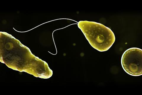 Экстремальная амёба расширяет температурные пределы эукариот — биологи