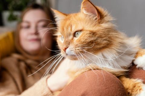 Кошки сильнее привязываются к спокойным и предсказуемым людям