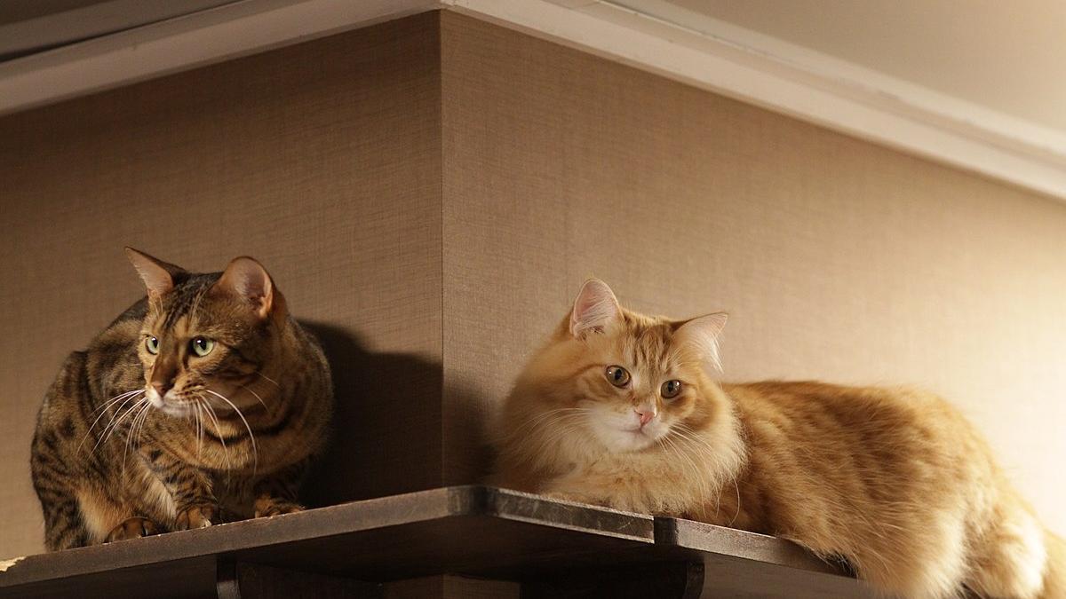 Коты